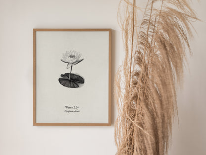 Water Lily Poster | Vintage Nymphaea Odorata Botanical Illustration Wall Art — styled in a modern interior