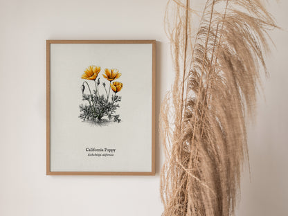 California Poppy Poster | Vintage Eschscholzia californica Botanical Illustration Wall Art — styled in a modern interior