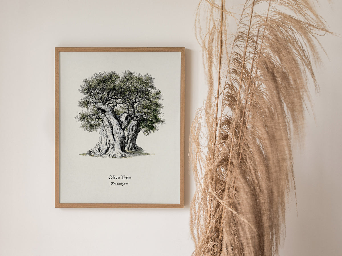 Olive Tree Poster | Vintage Olea europaea Botanical Illustration Wall Art — styled in a modern interior