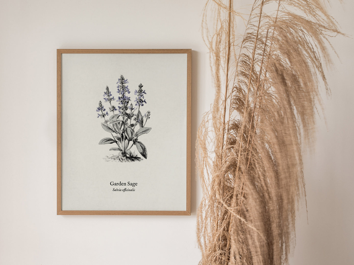 Garden Sage Poster | Salvia officinalis Pen and Ink Print Vintage Botanical Illustration Wall Art — styled in a modern interi