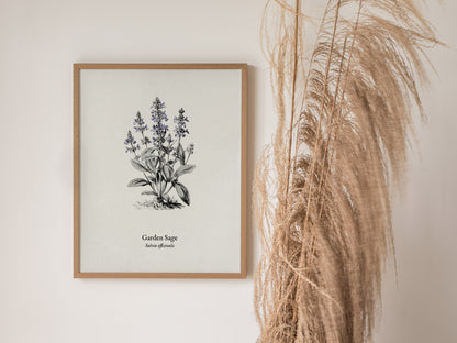 Garden Sage Poster | Salvia officinalis Pen and Ink Print Vintage Botanical Illustration Wall Art — styled in a modern interi