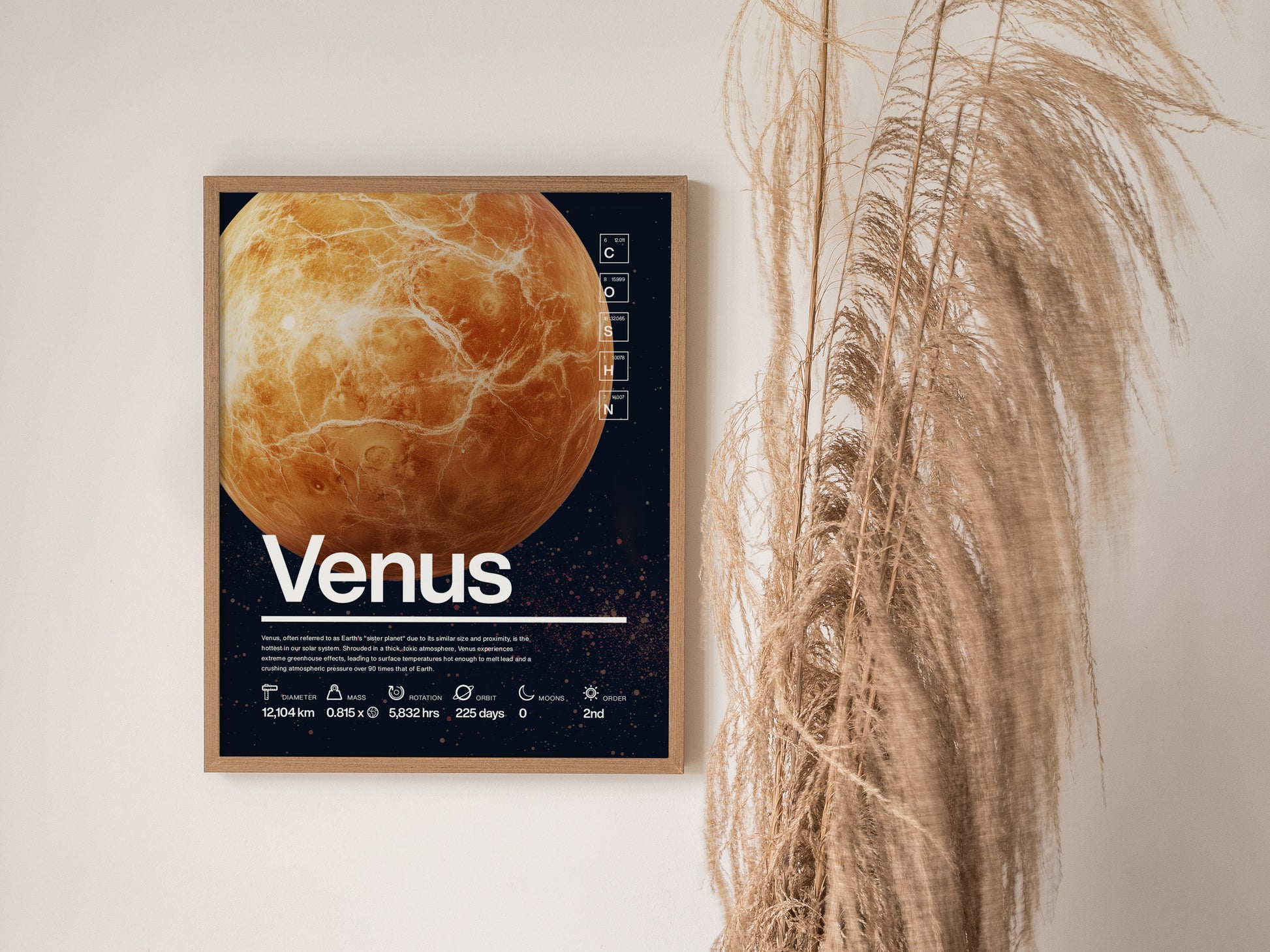 A framed educational poster of Venus with scientific details hangs on a white wall, accompanied by decorative dried grasses.