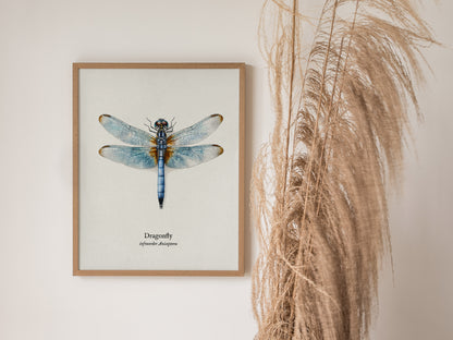 Dragonfly Poster | Vintage Anisoptera Zoological Illustration Wall Art — styled in a modern interior