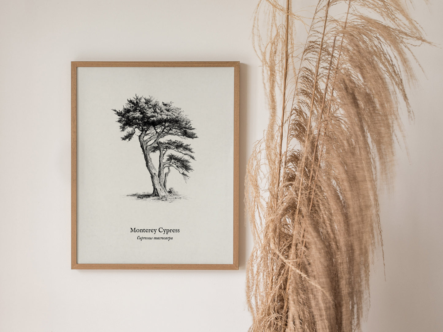 Monterey Cypress Poster | Cupressus macrocarpa Pen and Ink Print Vintage Botanical Illustration — styled in a modern interior