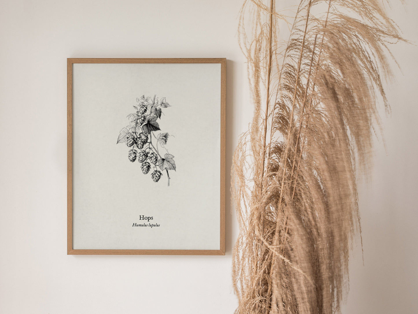 Hops Poster | Vintage Humulus lupulus Botanical Illustration Wall Art — styled in a modern interior