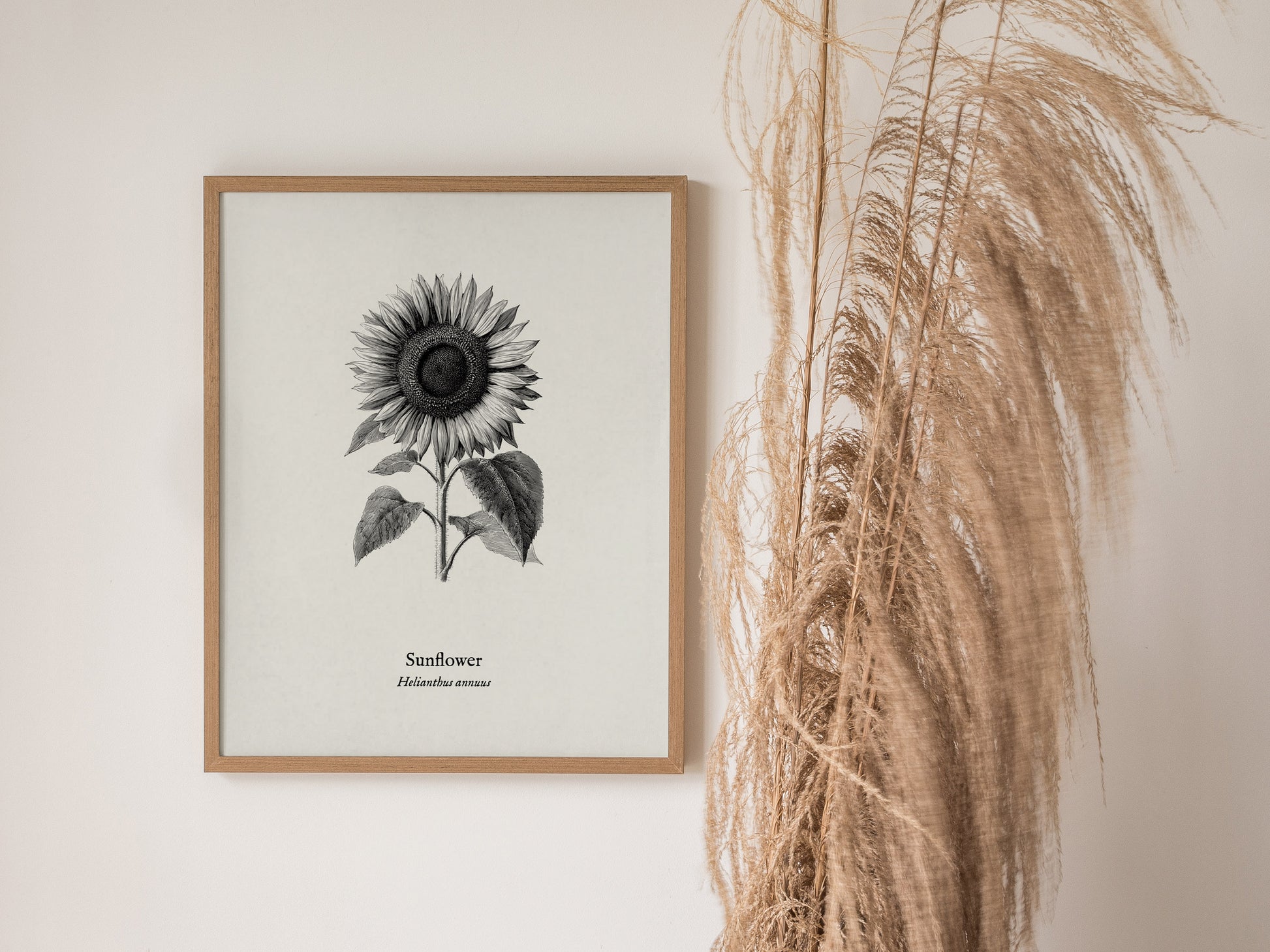 Sunflower Poster | Helianthus annuus Vintage Botanical Ink Illustration Line Art Print — styled in a modern interior
