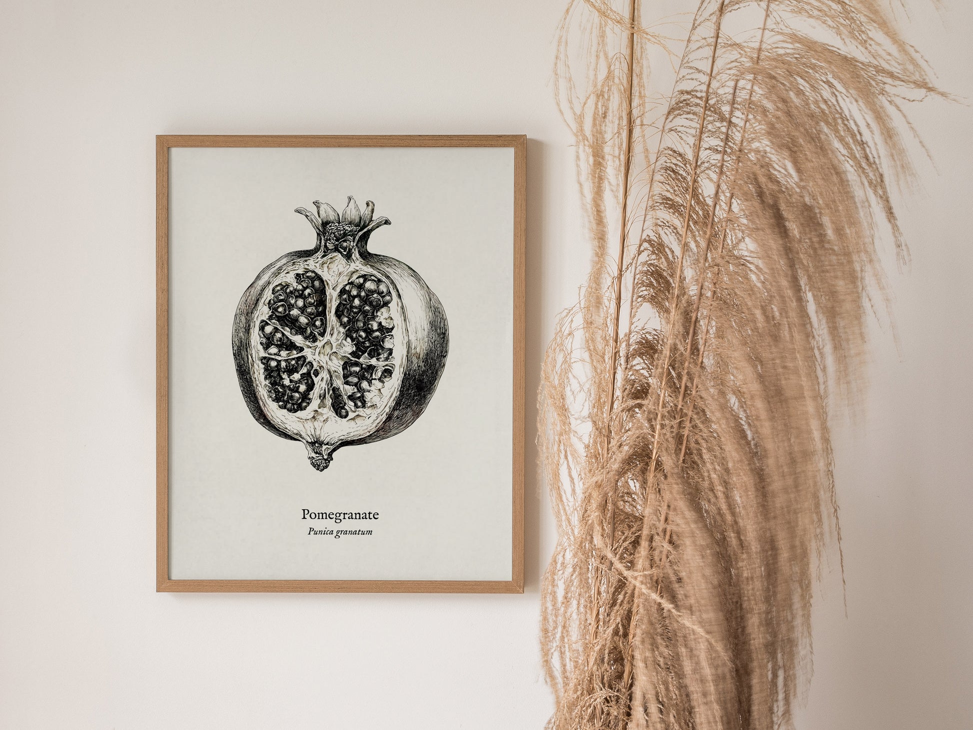 Pomegranate Poster | Vintage Punica granatum Botanical Illustration Wall Art — styled in a modern interior