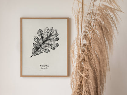 White Oak Poster | Quercus Alba Pen and Ink Print Vintage Botanical Illustration Wall Art — styled in a modern interior