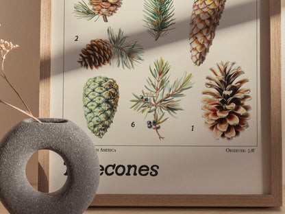 A framed botanical poster features detailed illustrations of different pinecones and branches, each labeled with numbers. A textured, circular vase with dried flowers is placed nearby.