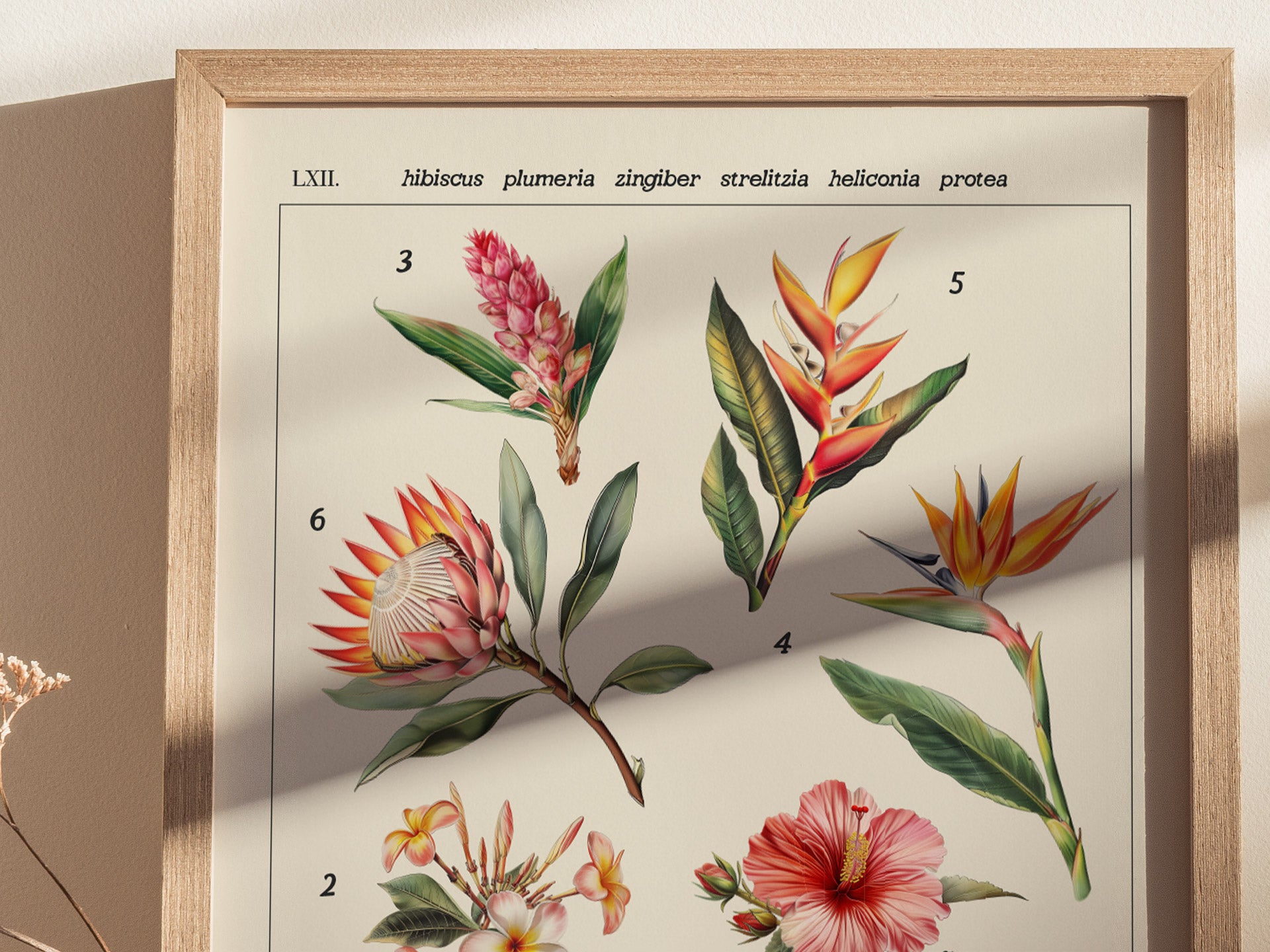 A framed botanical illustration poster displays six tropical flowers, including hibiscus, plumeria, and bird of paradise, each numbered and labeled with Latin names. Sunlight casts a shadow on the frame.