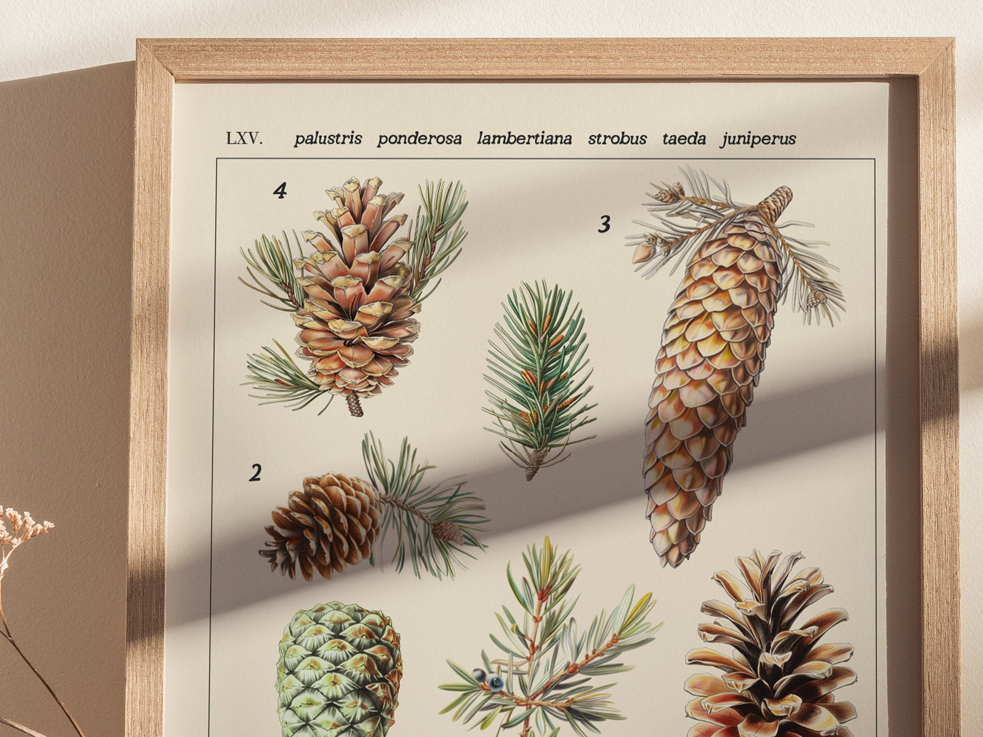Framed poster featuring vintage illustrations of six different pinecone species with detailed textures. The scientific names are labeled at the top, enhancing the botanical theme.