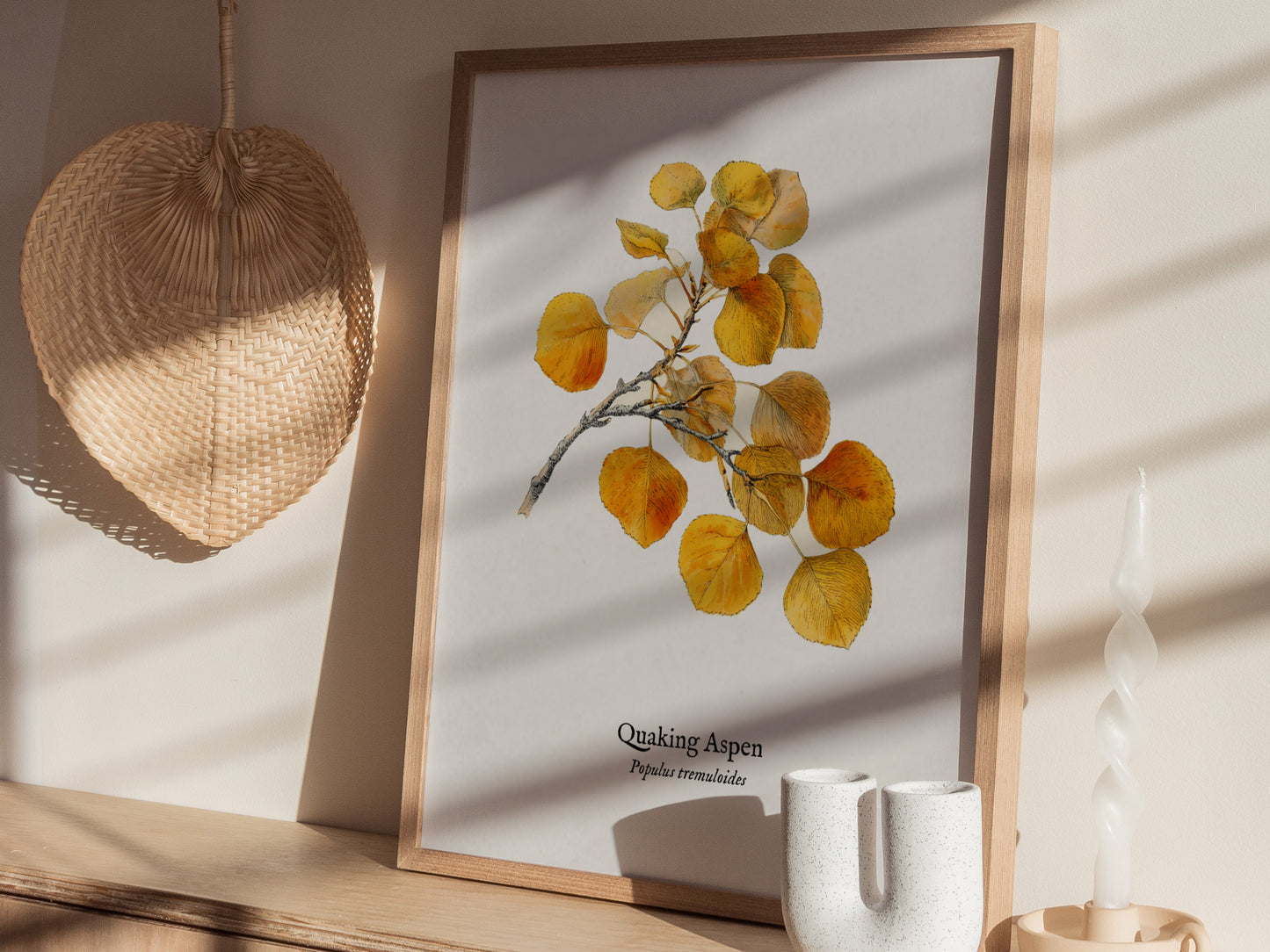 Quaking Aspen Poster | Vintage Populus tremuloides Botanical Illustration Wall Art — styled in a modern interior