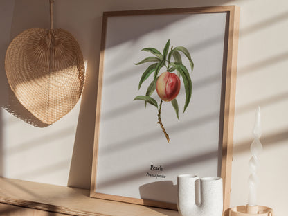 Peach Poster | Prunus persica Vintage Botanical Illustration Pen and Ink Print — styled in a modern interior