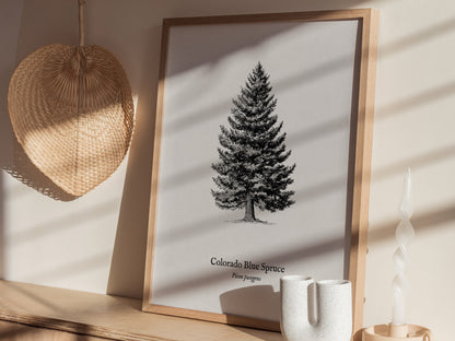 Colorado Blue Spruce Poster | Picea pungens Pen and Ink Print Vintage Botanical Illustration Wall Art — styled in a modern in