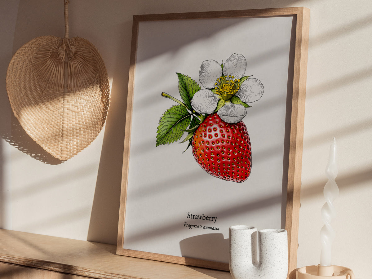 Strawberry Poster | Fragaria × ananassa Pen and Ink Print Vintage Botanical Illustration Wall Art — styled in a modern interi
