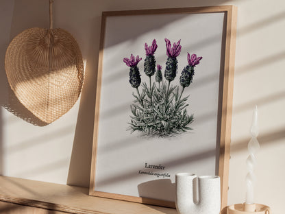 Lavender Poster | Lavandula angustifolia Pen and Ink Print Vintage Botanical Illustration Wall Art — styled in a modern inter