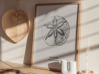 Sand Dollar Poster | Vintage Echinarachnius parma Zoological Illustration Wall Art — styled in a modern interior