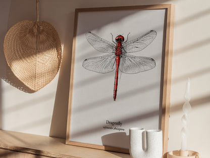 Dragonfly Poster | Vintage Anisoptera Zoological Illustration Wall Art — styled in a modern interior