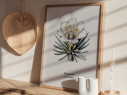 Bitterroot Poster | Lewisia rediviva Pen and Ink Print Vintage Botanical Illustration Wall Art — styled in a modern interior