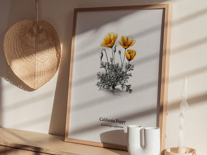 California Poppy Poster | Vintage Eschscholzia californica Botanical Illustration Wall Art — styled in a modern interior