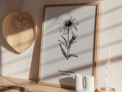 Black-eyed Susan Poster | Vintage Rudbeckia hirta Botanical Illustration Wall Art — styled in a modern interior