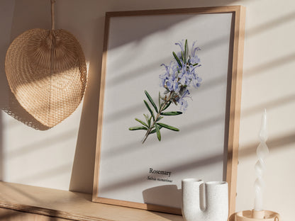 Rosemary Poster | Vintage Salvia Rosmarinus Botanical Illustration Wall Art — styled in a modern interior