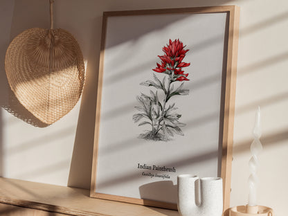 Indian Paintbrush Poster | Castilleja Linariifolia Pen and Ink Print Vintage Botanical Illustration — styled in a modern inte