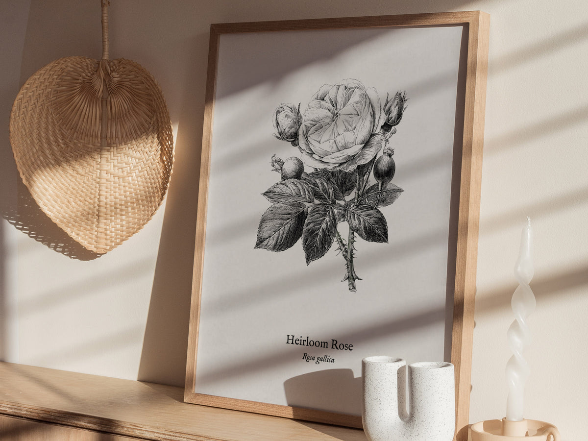 Heirloom Rose Poster | Rosa Gallica Pen and Ink Print Vintage Botanical Illustration Wall Art — styled in a modern interior