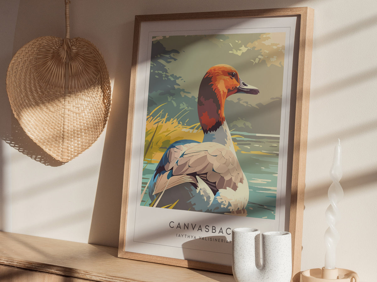 Canvasback, Aythya valisineria Poster | Diving Duck Wildlife Print Wall Art — styled in a modern interior