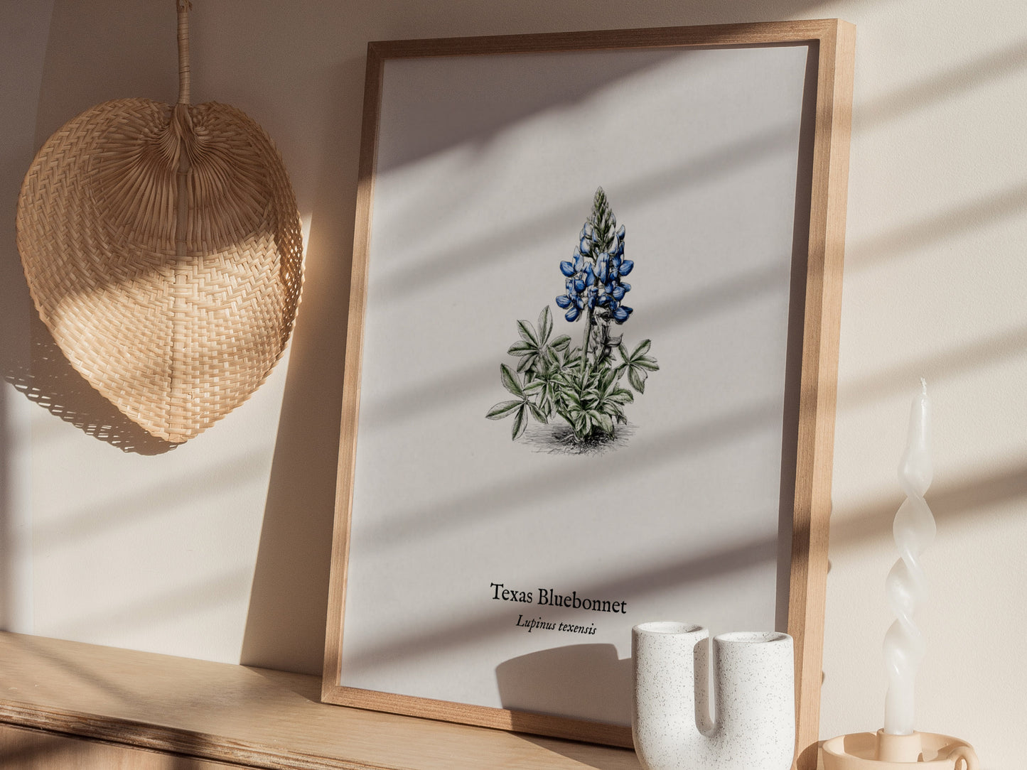 Texas Bluebonnet Poster | Vintage Lupinus texensis Botanical Illustration Wall Art — styled in a modern interior