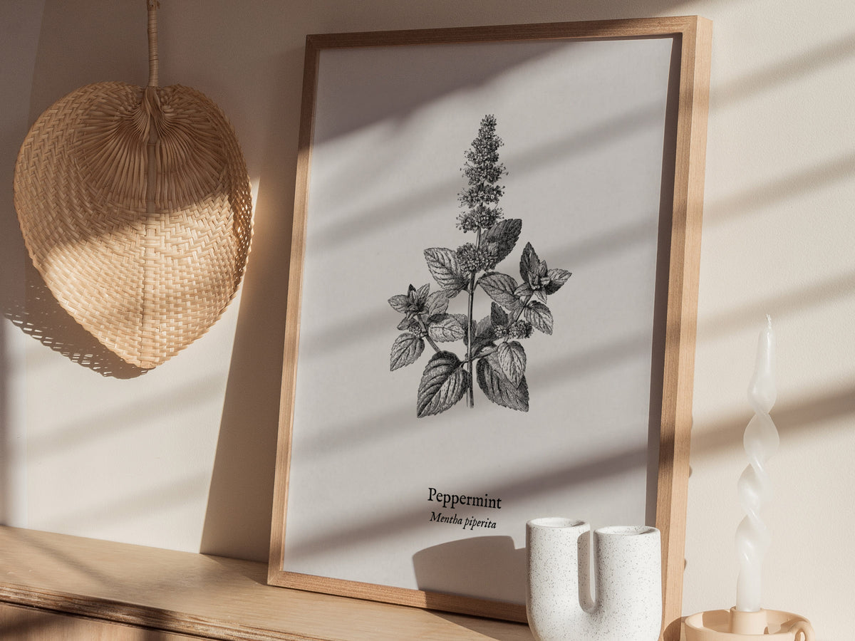 Peppermint Poster | Mentha piperita Vintage Botanical Ink Illustration Wall Art — styled in a modern interior