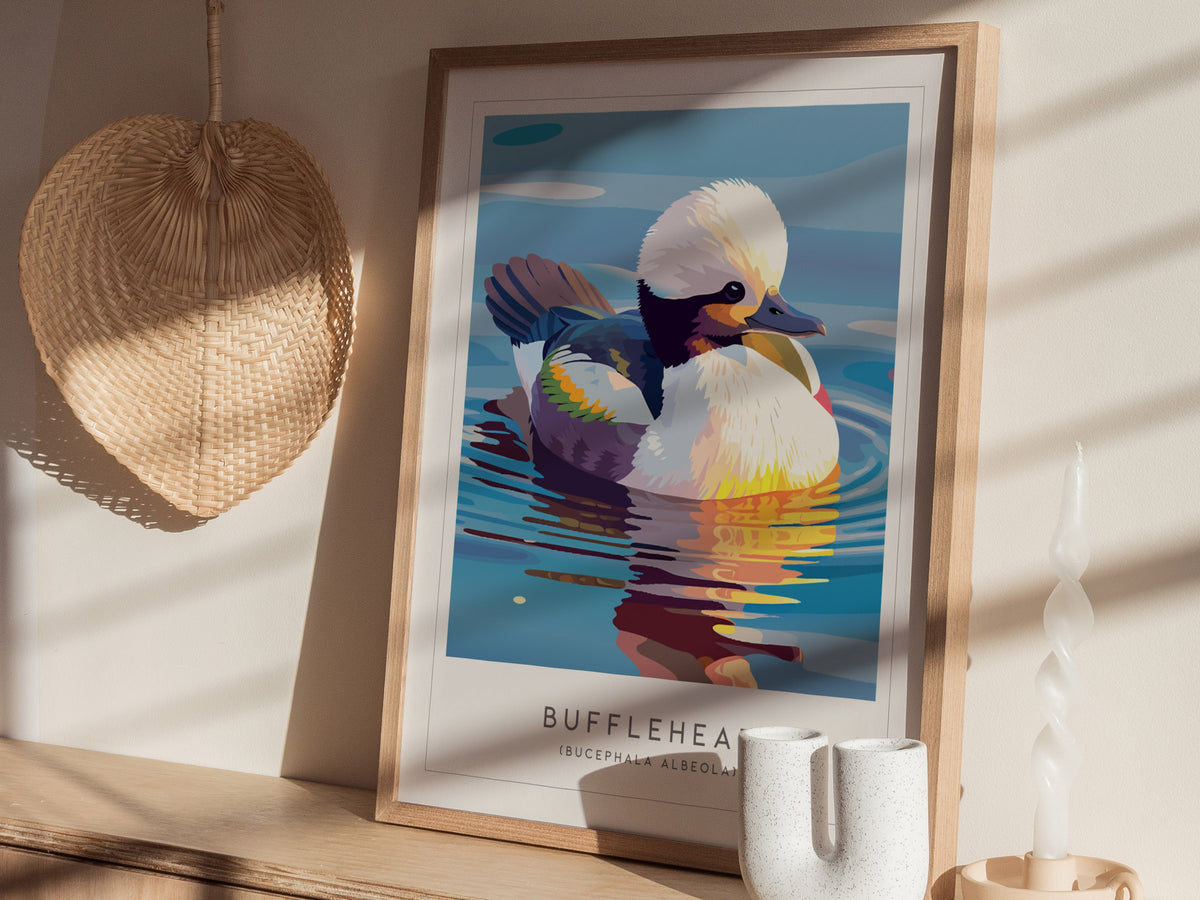 Bufflehead, Bucephala albeola Poster | Diving Duck Wildlife Print Wall Art — styled in a modern interior