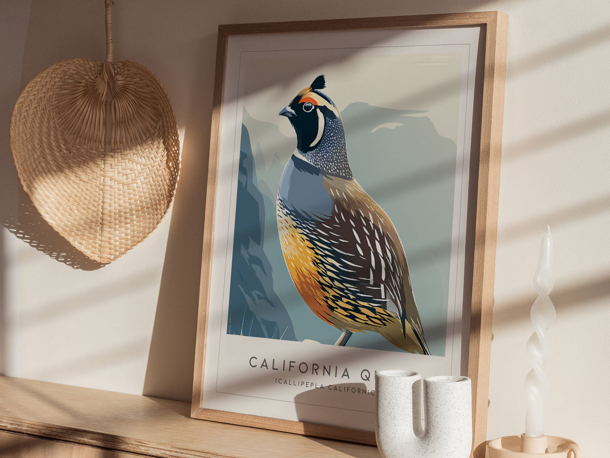 California Quail Poster | Golden State Bird Illustration Wall Art — styled in a modern interior