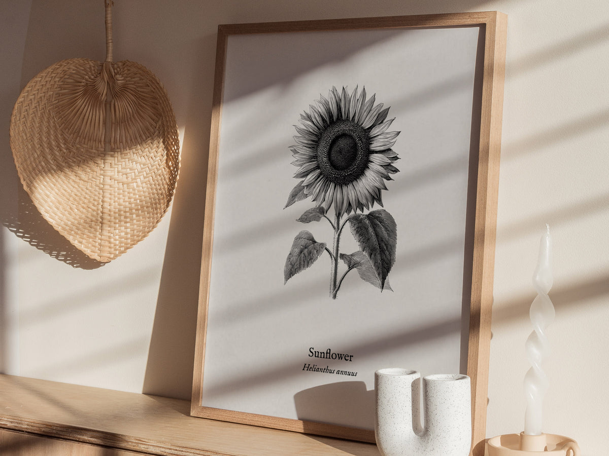 Sunflower Poster | Helianthus annuus Vintage Botanical Ink Illustration Line Art Print — styled in a modern interior