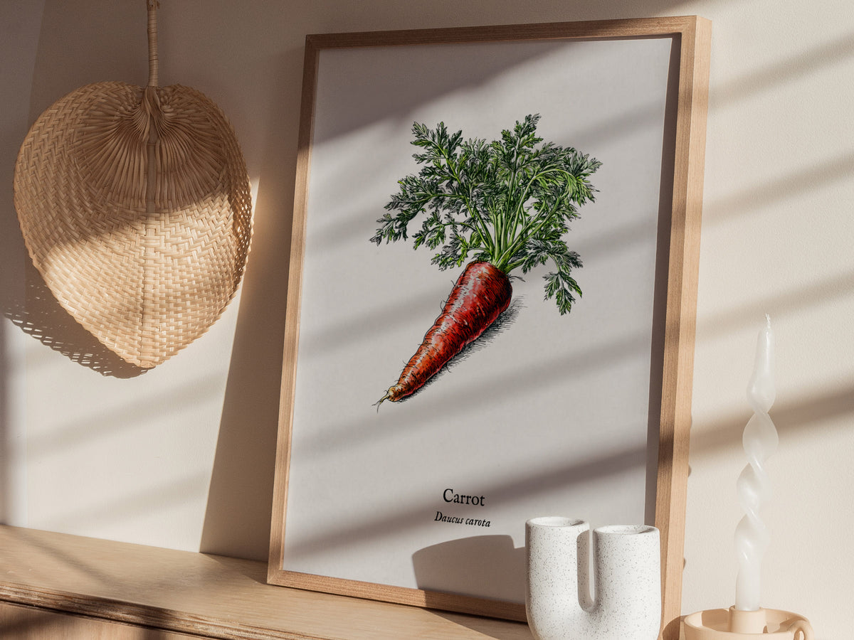 Carrot Poster | Daucus Carota Pen and Ink Print | Vintage Botanical Illustration Wall Art — styled in a modern interior