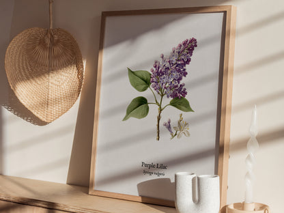 Purple Lilac Poster | Vintage Syringa vulgaris Botanical Illustration Wall Art — styled in a modern interior