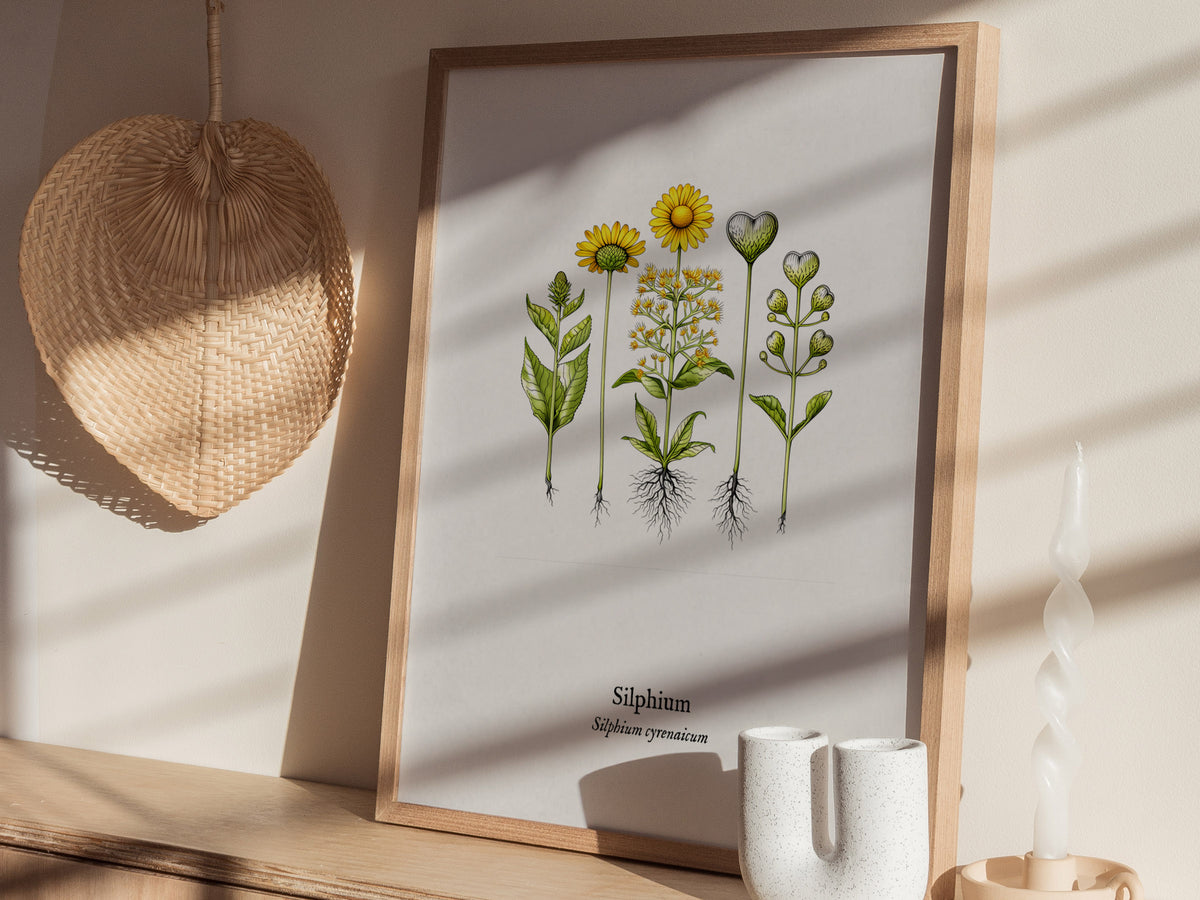 Silphium Poster | Silphium cyrenaicum Pen and Ink Print — Vintage Botanical Illustration Wall Art — styled in a modern interi