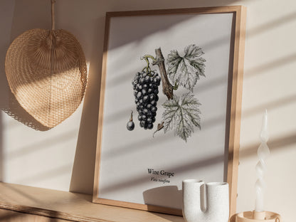 Wine Grape Poster | Vintage Vitis vinifera Botanical Illustration Wall Art — styled in a modern interior