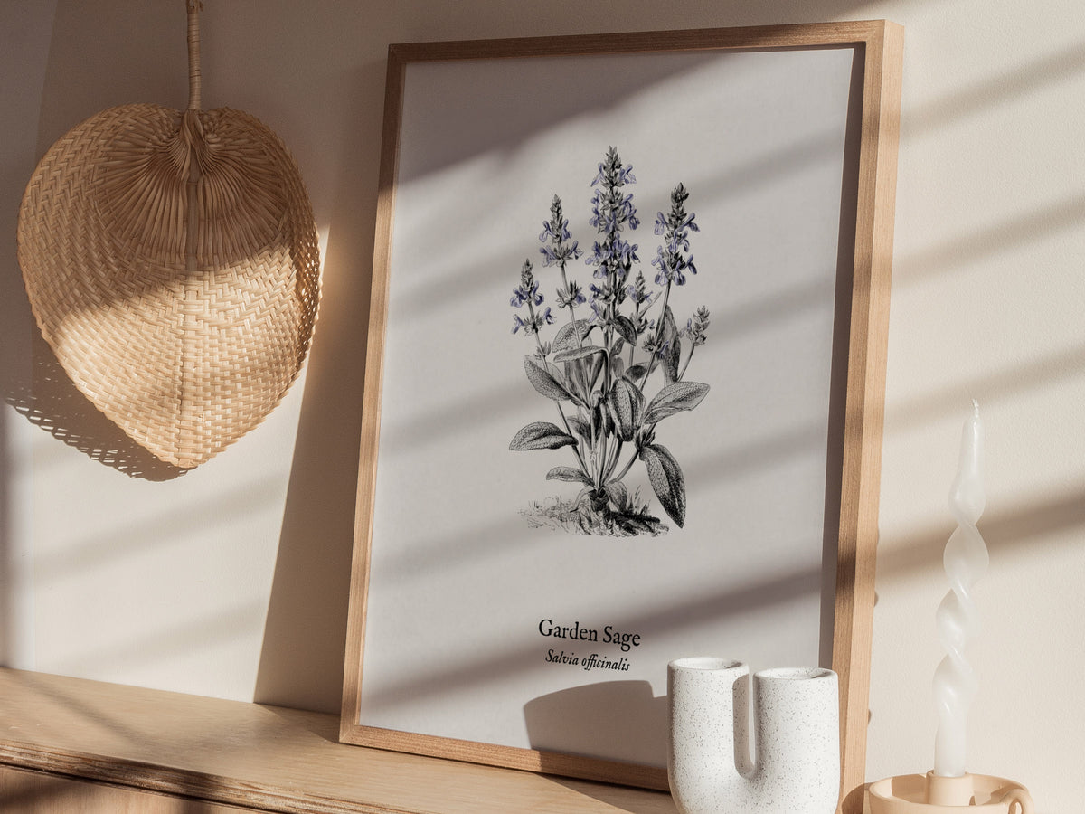 Garden Sage Poster | Salvia officinalis Pen and Ink Print Vintage Botanical Illustration Wall Art — styled in a modern interi