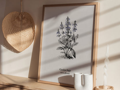 Garden Sage Poster | Salvia officinalis Pen and Ink Print Vintage Botanical Illustration Wall Art — styled in a modern interi