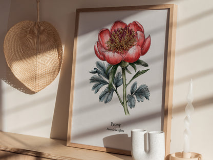 Peony Poster | Vintage Paeonia Lactiflora Botanical Illustration Wall Art — styled in a modern interior