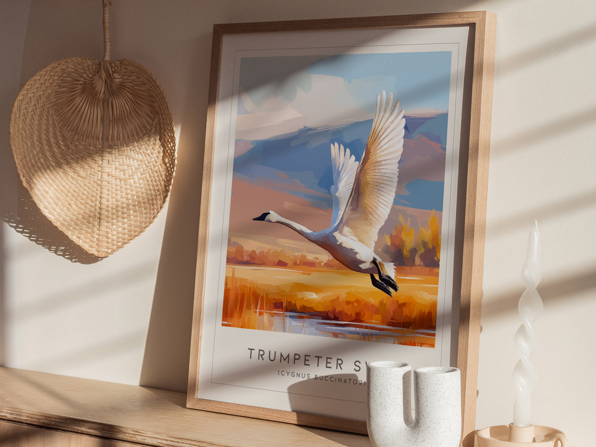 Trumpeter Swan Poster | Elegant Waterbird in Winter Calm Wall Art — styled in a modern interior