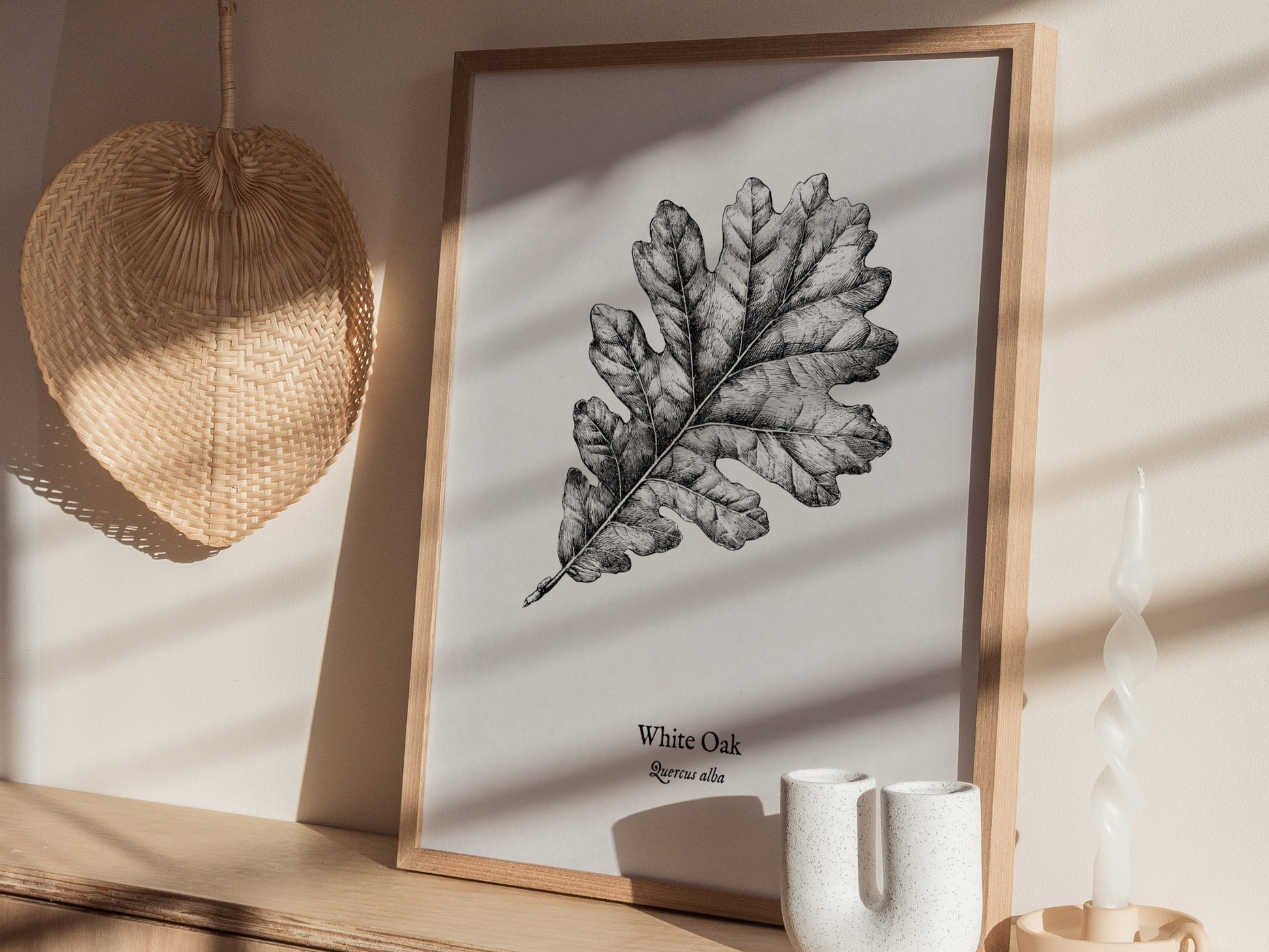 White Oak Poster | Quercus Alba Pen and Ink Print Vintage Botanical Illustration Wall Art — styled in a modern interior