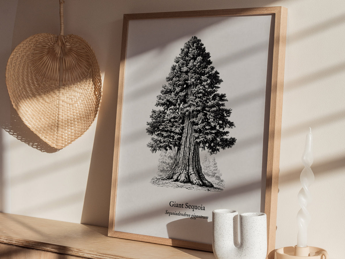 Giant Sequoia Poster | Vintage Sequoiadendron Giganteum Botanical Illustration Wall Art — styled in a modern interior