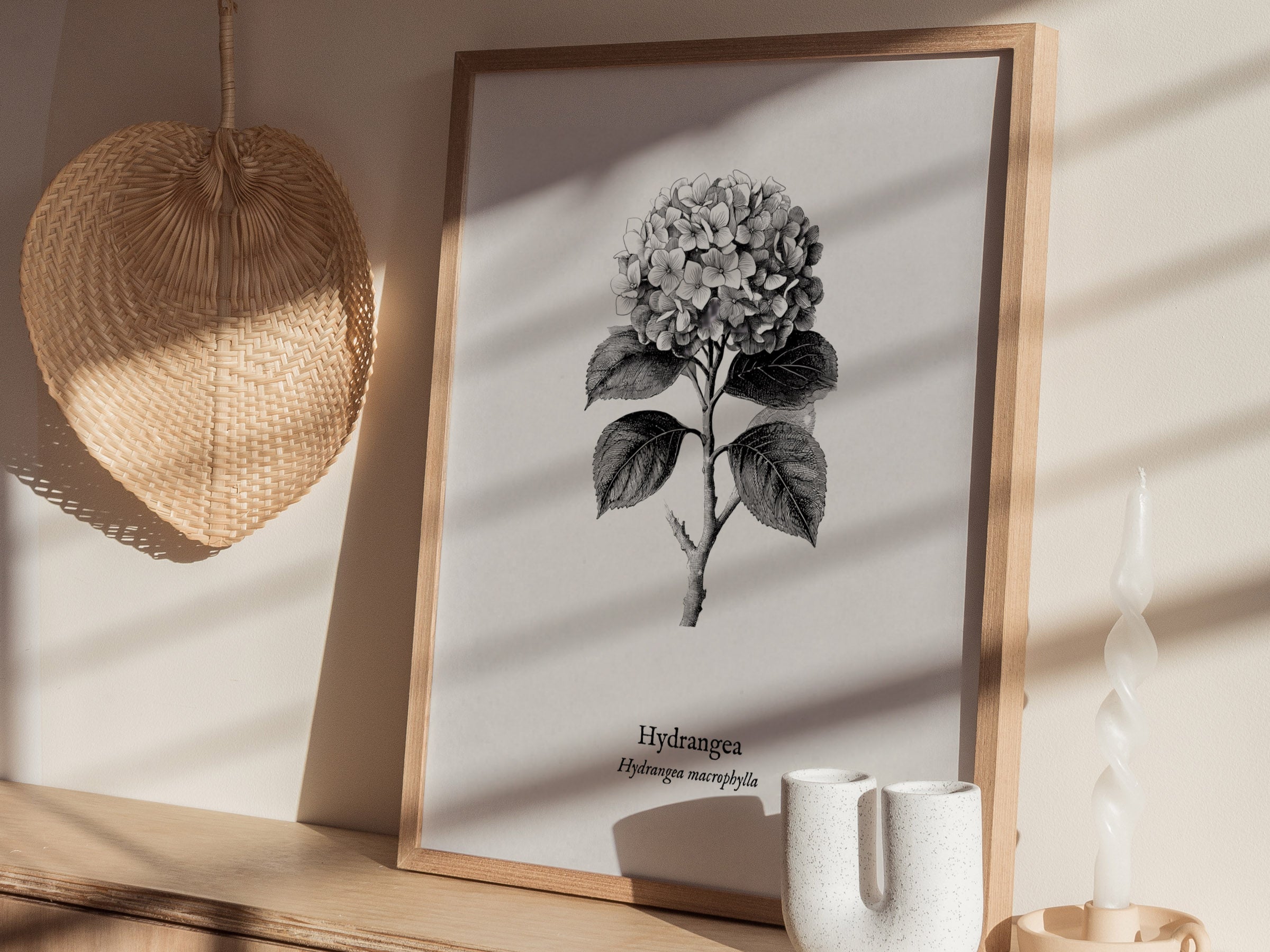 Hydrangea Poster | Hydrangea macrophylla Pen and Ink Print