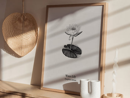 Water Lily Poster | Vintage Nymphaea Odorata Botanical Illustration Wall Art — styled in a modern interior