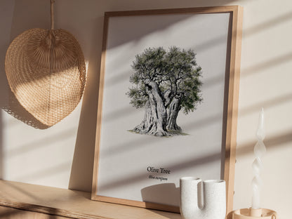 Olive Tree Poster | Vintage Olea europaea Botanical Illustration Wall Art — styled in a modern interior