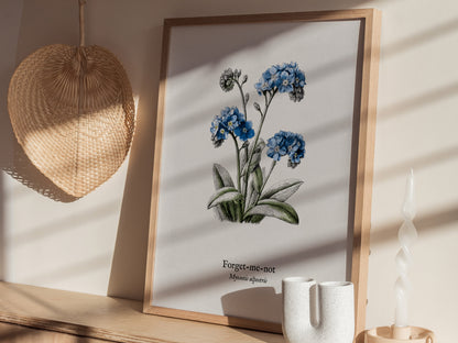 Forget-Me-Not Poster | Vintage Myosotis Alpestris Botanical Illustration Wall Art — styled in a modern interior