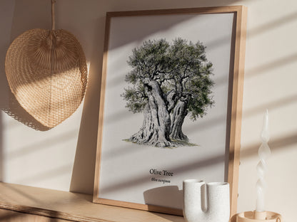 Olive Tree Poster | Vintage Olea europaea Botanical Illustration Wall Art — styled in a modern interior