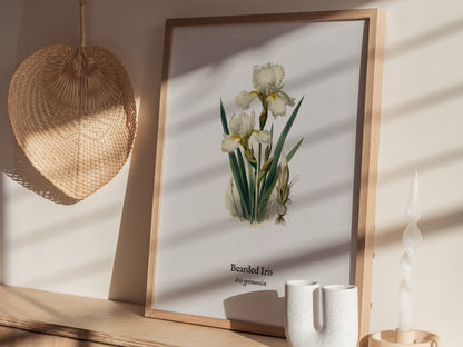Bearded Iris Poster | Iris germanica Pen and Ink Print Vintage Botanical Illustration Wall Art — styled in a modern interior